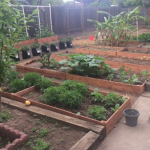 Avis sur Vegetable Garden Planner: Lisa M.