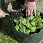 Découvrez les sacs de culture: un conteneur de plantes alternatif