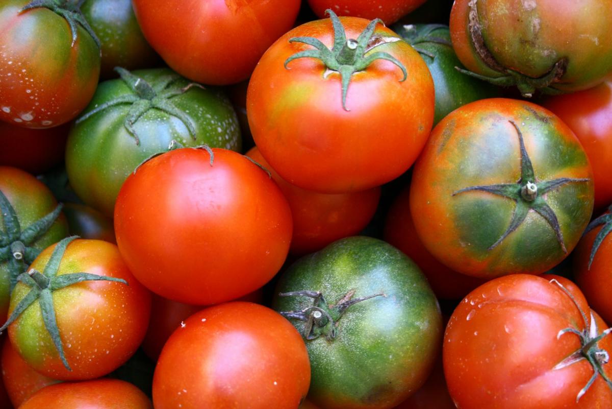 10 conseils pour faire pousser des tomates