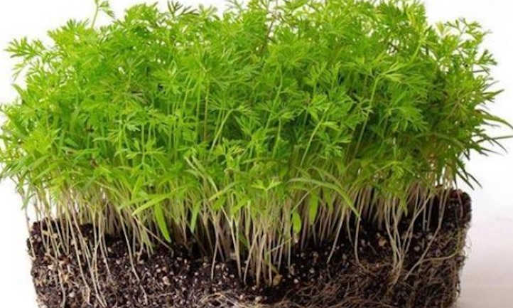 Délicates feuilles de carottes microgreen