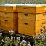 Apiculture 101: choisir un type de ruche