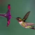Comment faire du nectar de colibri