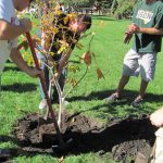 Comment planter un arbre à racines nues