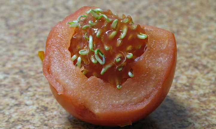 Vivipary à la tomate