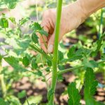 Comment pincer les plantes : quels légumes ont besoin d’être pincés ?