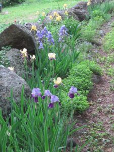 Comment diviser les iris barbus – avec des images
