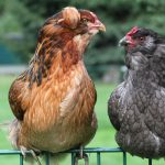 Comportements du poulet : bain de poussière, accouplement, lissage et plus