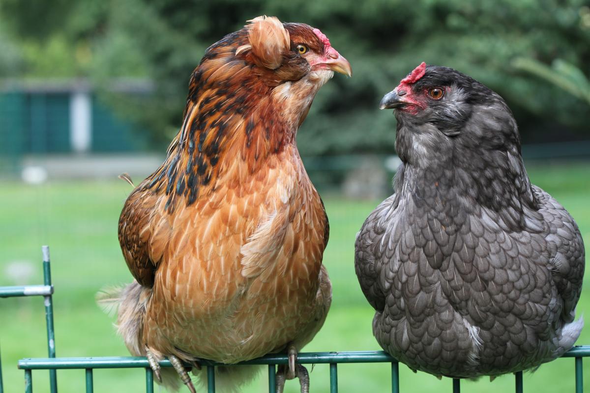 comportements du poulet : bain de poussière, accouplement, lissage et