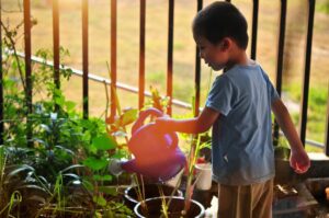 Conseils de jardinage d’été pour faire pousser votre jardin