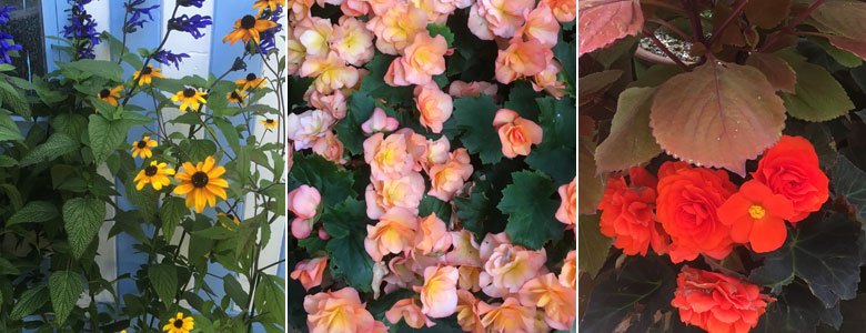 Combinaison accidentelle de salvia et de rudbeckia, Begonia elata «Solenia Apricot» et Begonia x tuberhybrida «Mocca non-stop»