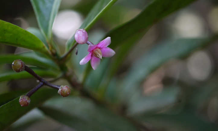 Ardisia solanacea fleur