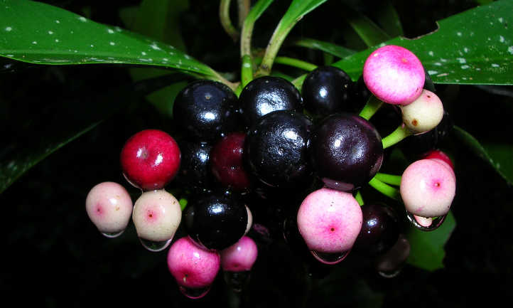 Fruit Ardisia elliptique