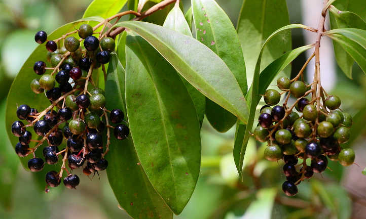 Fruit Ardisia escallonioides