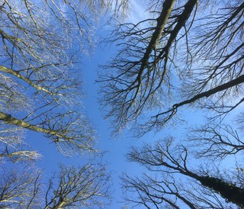 Une cathédrale d'arbres