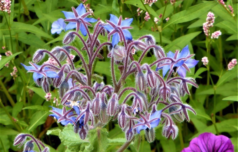 Gros plan de la bourrache pourpre de la RHS