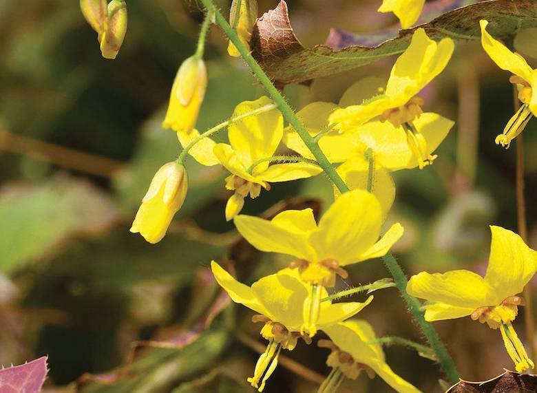 Fleurs jaunes d’Epimedium ‘Frohnleiten’ de Thompson & Morgan