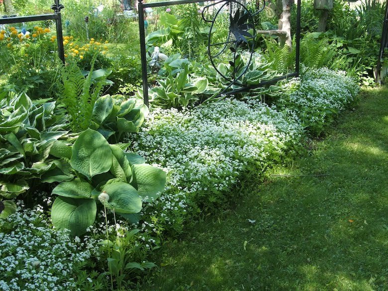 Bordure ombragée d'un jardin avec des hostas et de l'aspérule simulée plantés ensemble
