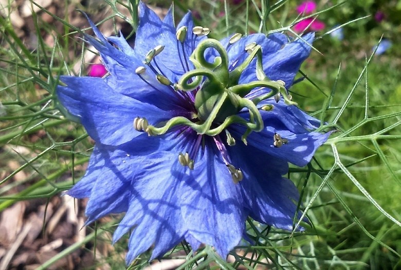 plantes bleu-violet avec un centre vert auto-ensemencé 