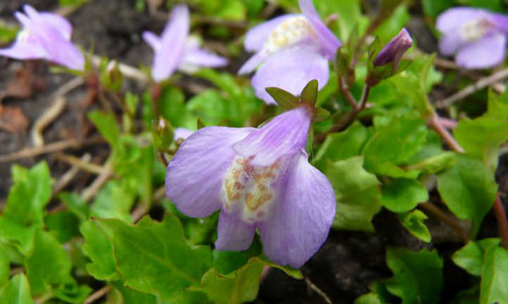 Fleurs Mazus