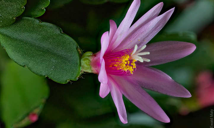 Fleur hybride de cactus de Pâques