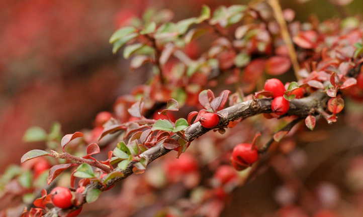 Baies de Cotoneaster