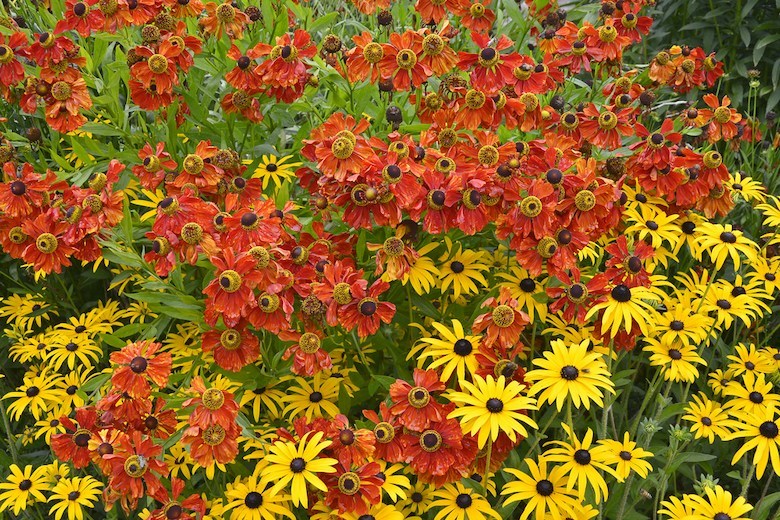 Stock image de Rudbeckia rouge et jaune 