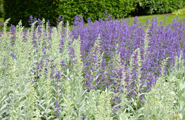 feuilles argentées / vertes d'Artemisia 'Valerie Finnis' contre Nepeta 'Six Hills Giant'