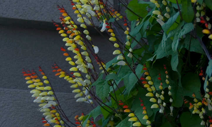 Ipomoea lobata