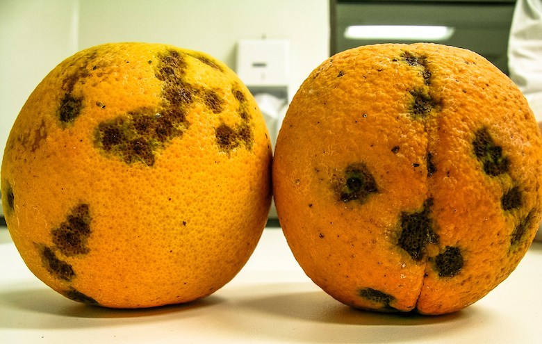 Oranges infectées par CVC, une maladie causée par la bactérie Xylella fastidiosa