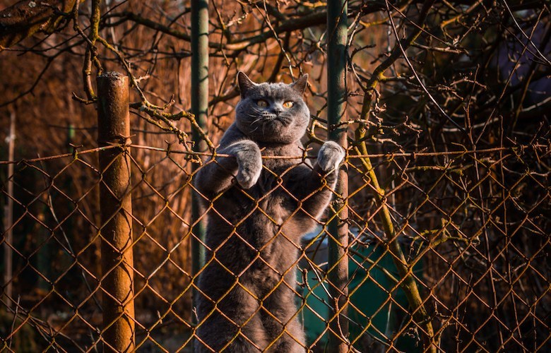 Chat britannique à poil court escaladant une clôture