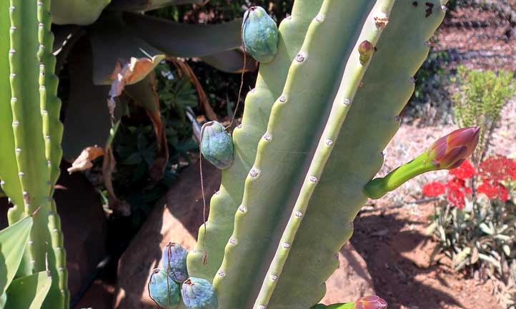 Les fruits du cactus péruvien aux pommes, mûrs et prêts à être cueillis