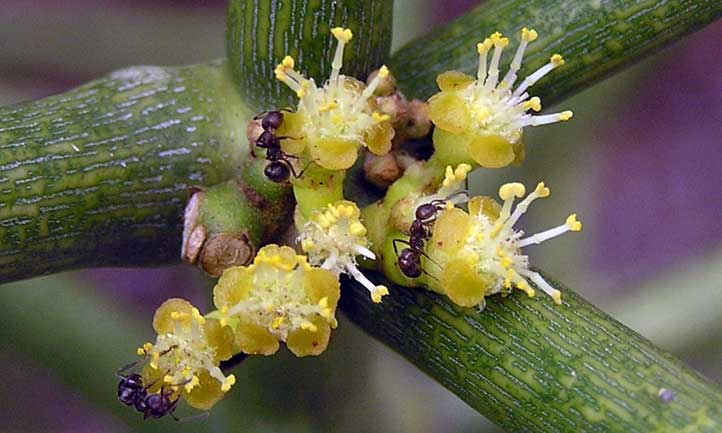 Ici vous pouvez voir des fourmis sur les fleurs d'Euphorbia tirucalli