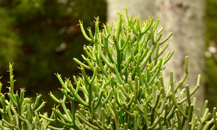 Aussi connu sous le nom de Quebradura ou cactus au crayon, vous pouvez voir la plante se faire remarquer dans le paysage