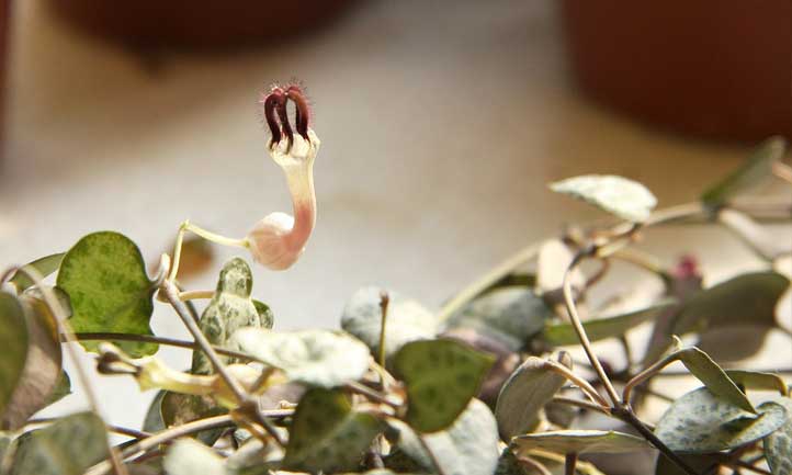 Les fleurs de vigne Rosary ont un look unique et magnifique
