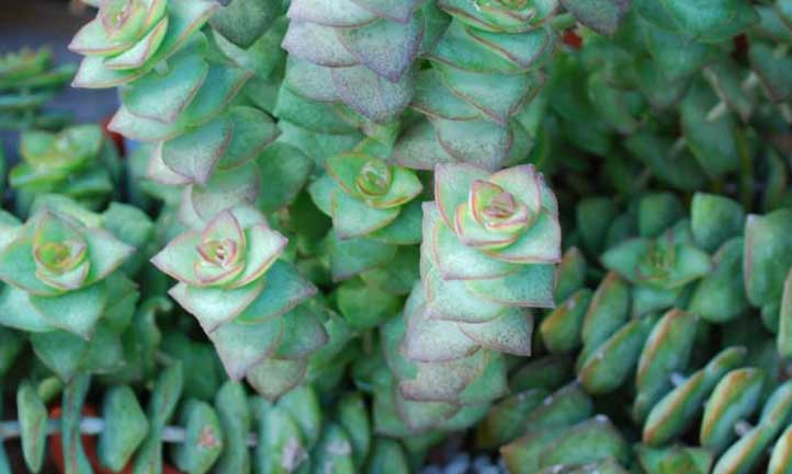 Crassula perforata ssp. Kougaensis est une jolie sous-espèce basique de cette plante