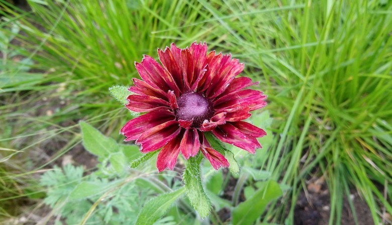 Rudbeckia rouge fleur dans le jardin