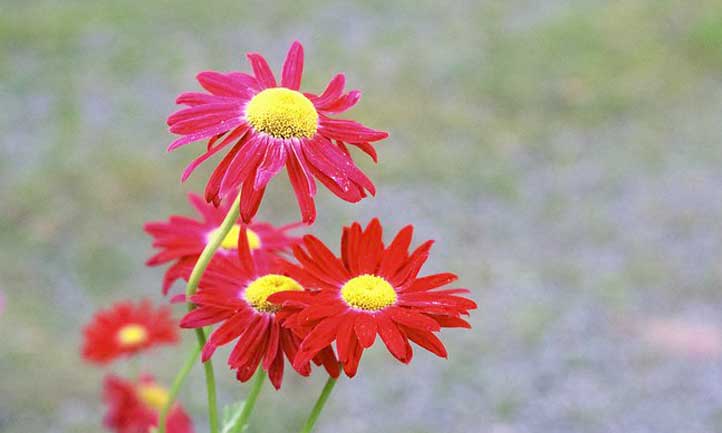 Robinson's Rot a une fleur rouge-rose frappante et vibrante