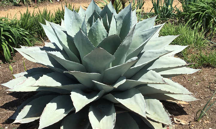 Agave ovatifolia