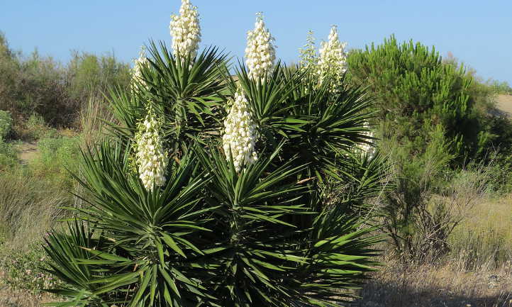 Yucca aloifolia