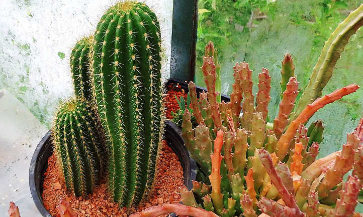 Cactus colonne