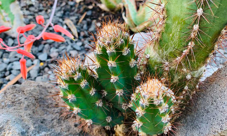 Cactus avec des chiots