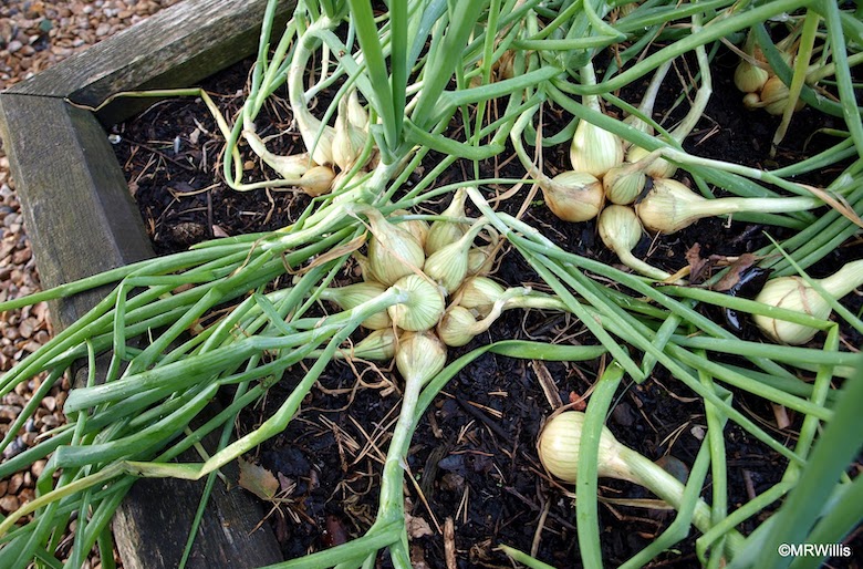 Oignons plantés en grappes de Marks Veg Plot