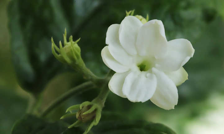 Fleur de jasmin arabe