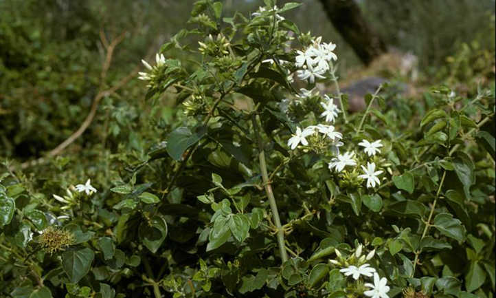 Jasminum sambac vining