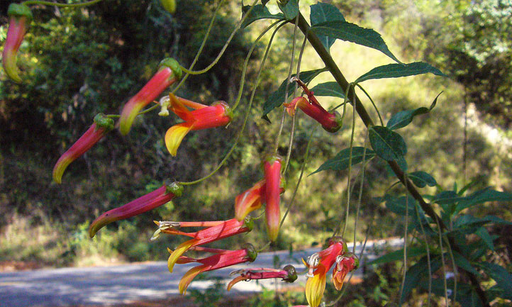 Fleur cardinale mexicaine le long de la Sierra del Sur