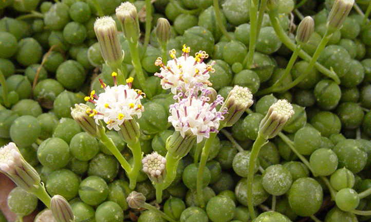 Senecio rowleyanus floraison