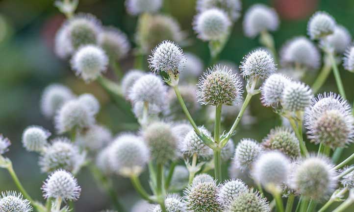 Une magnifique diffusion d'Eryngium yuccifolium.