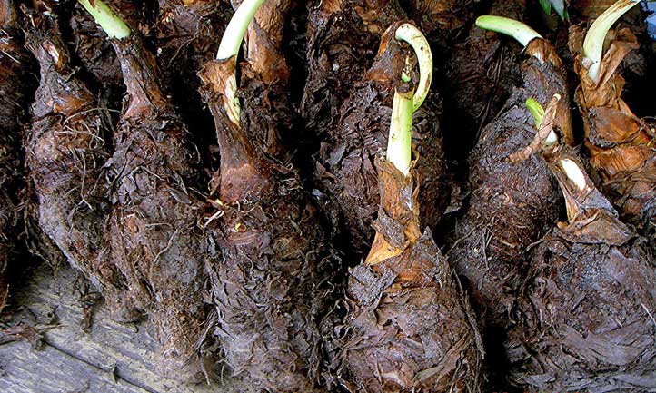 Corms de Colocasia esculenta prêt pour la plantation