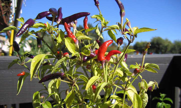 Poivrons sur plante