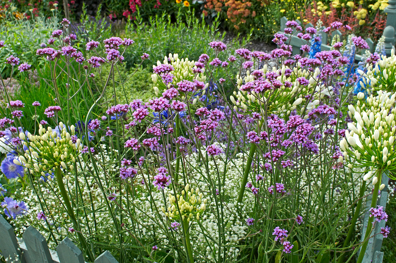 Fleurs violettes et blanches 